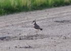 Файл : 201105_lapwing.jpg
Размер файла : 204KB
Размеры : 800x568
Дата добавления : Июнь 10, 2011 201105_lapwing.jpg