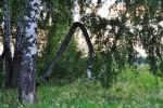 Файл : 201106_birch.jpg
Размер файла : 310KB
Размеры : 800x531
Дата добавления : Июнь 22, 2011 201106_birch.jpg