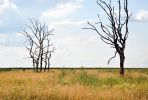 Файл : 201107_deadtrees.jpg
Размер файла : 230KB
Размеры : 800x538
Дата добавления : Июль 12, 2011 201107_deadtrees.jpg