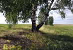 201108_ml_tree.jpg