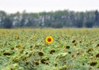 201108_sunflower.jpg