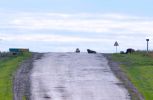 201306_cows.jpg