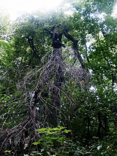 Нажать для просмотра полного размера