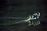 Файл : IMG_9461.jpg
Размер файла : 265KB
Размеры : 1201x800
Дата добавления : Июнь 10, 2011 IMG_9461.jpg
