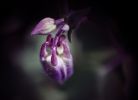 Файл : IMG_4175.jpg
Размер файла : 257KB
Размеры : 800x579
Дата добавления : Ноябрь 09, 2012 IMG_4175.jpg